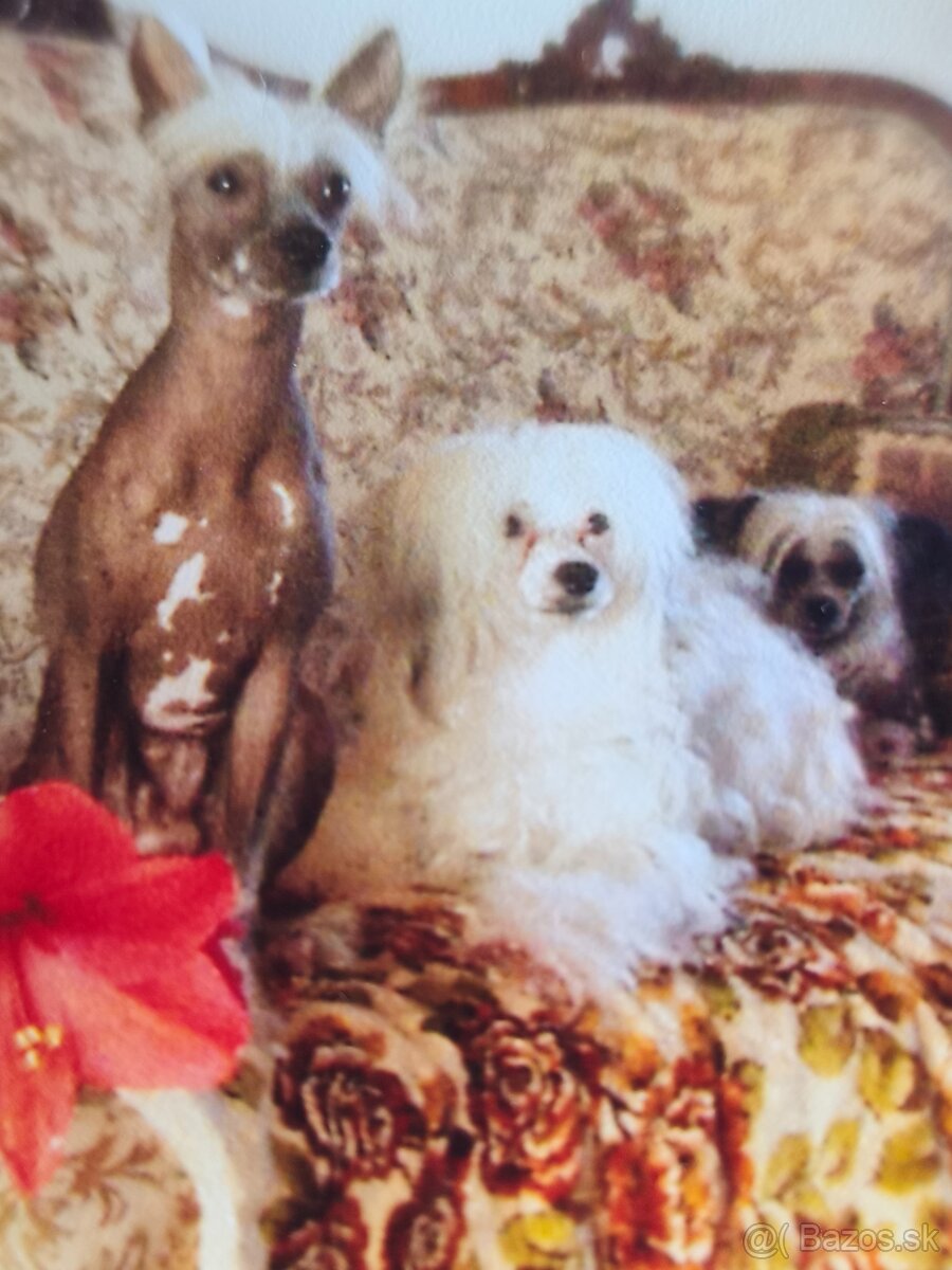 Jorkšírský teriér - 2