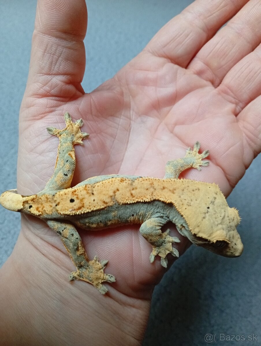 Pagekon riasnaty - 2