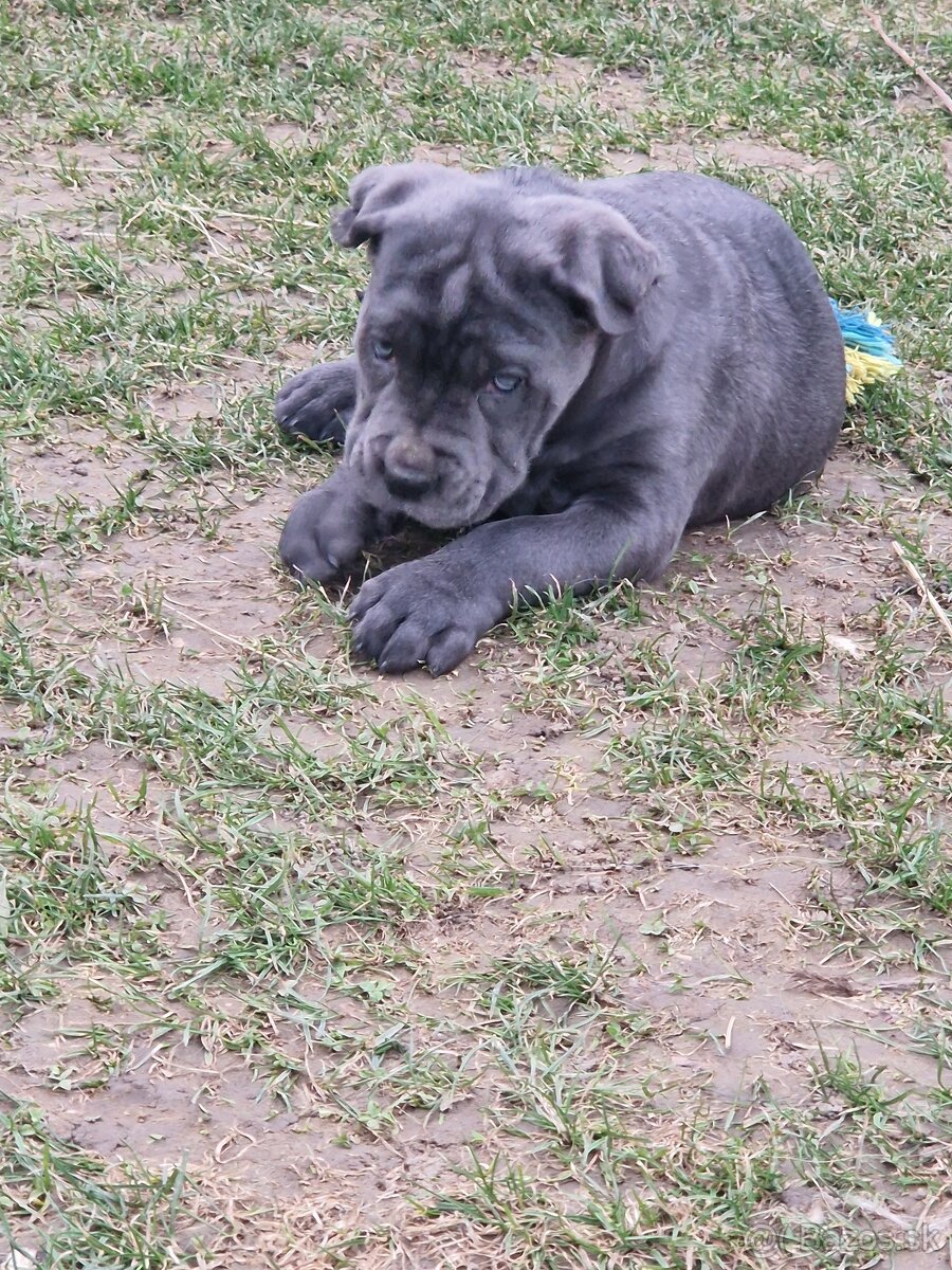 Cane corso - 2