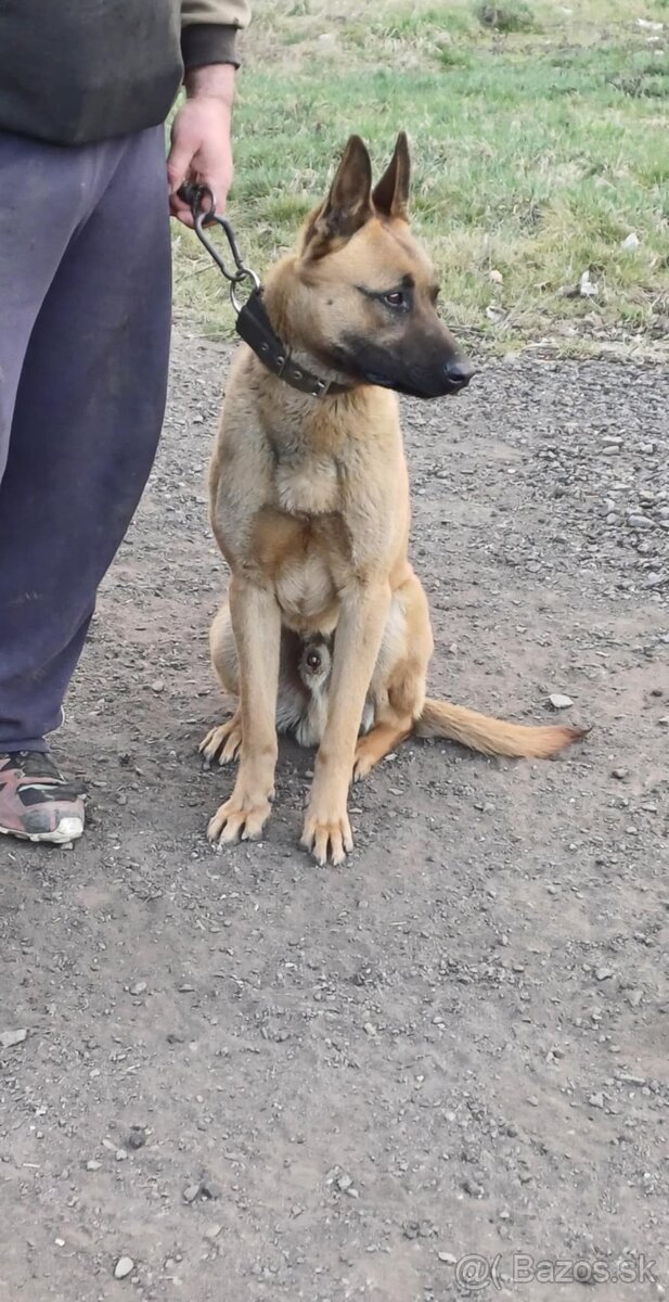 Belgický ovčiak - 2