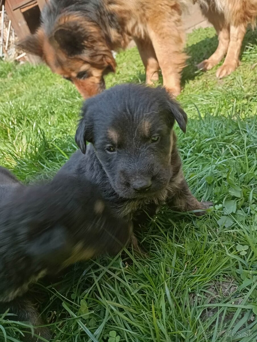 Darujem šteniatka - 2