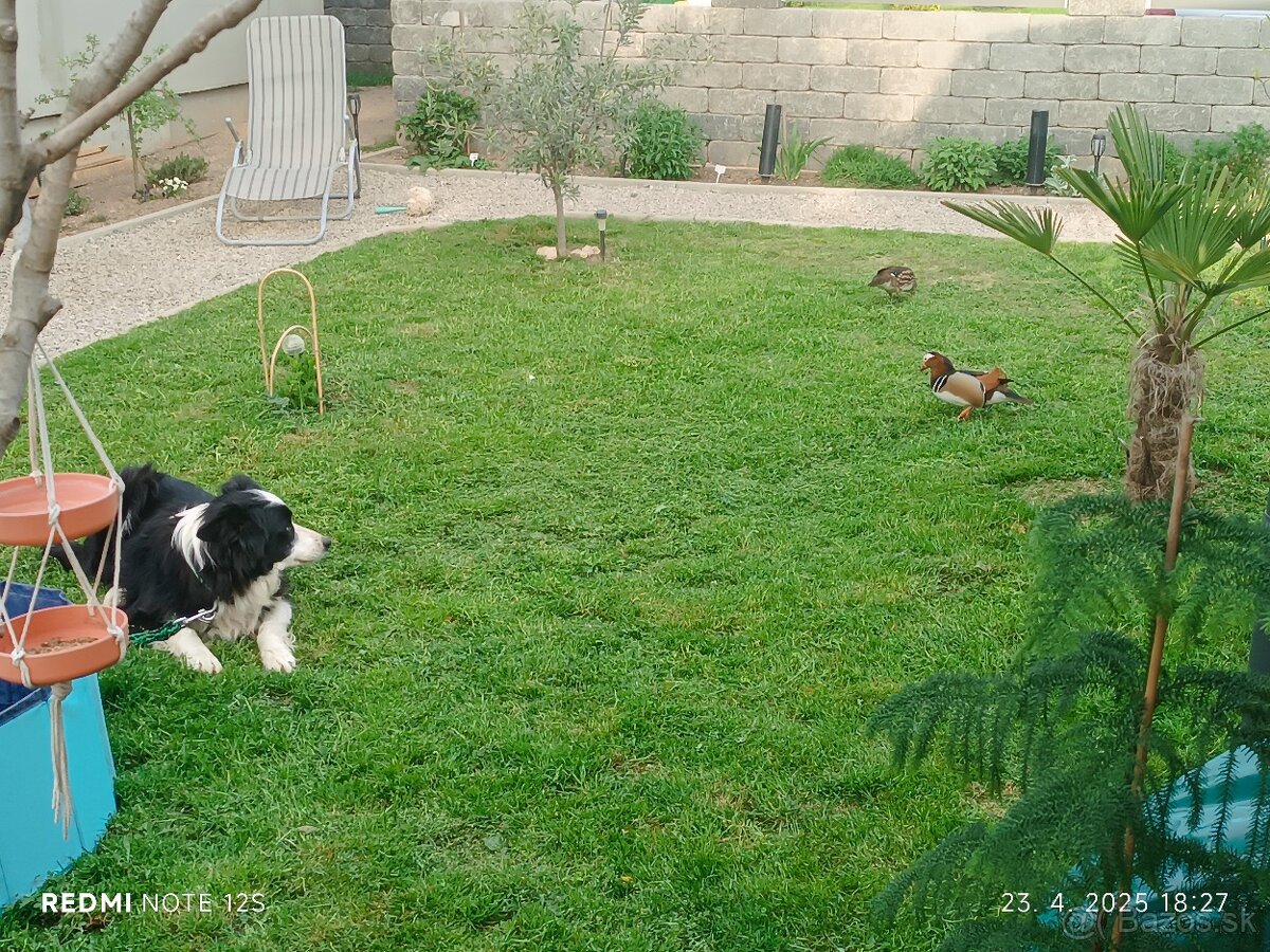 Darujem psa border kolie - 2