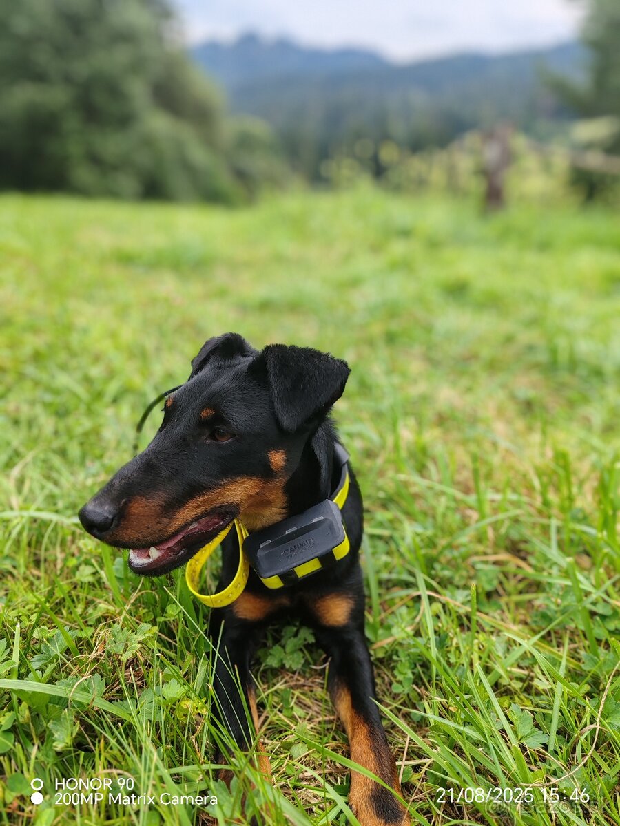 Fenka jagdterrier - 2