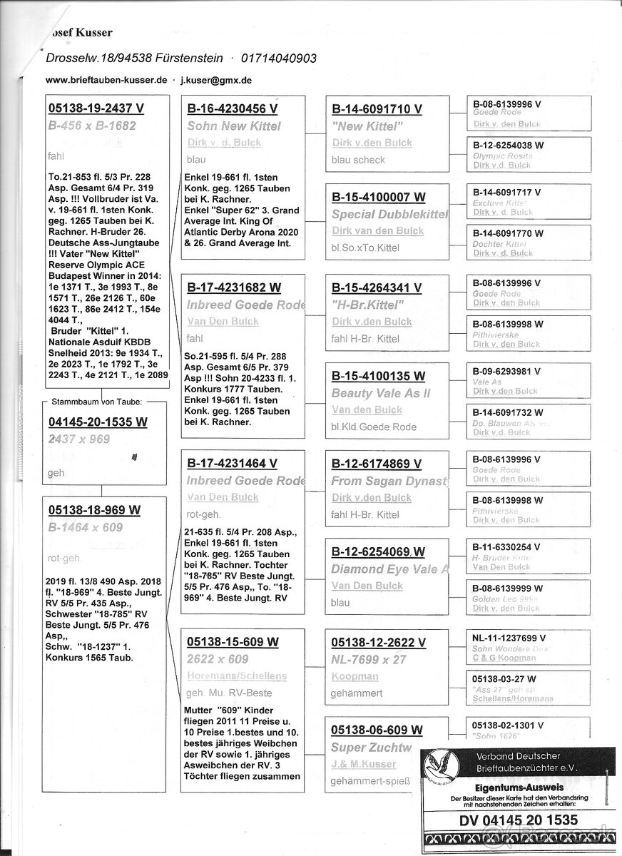 Poštové holuby - 2