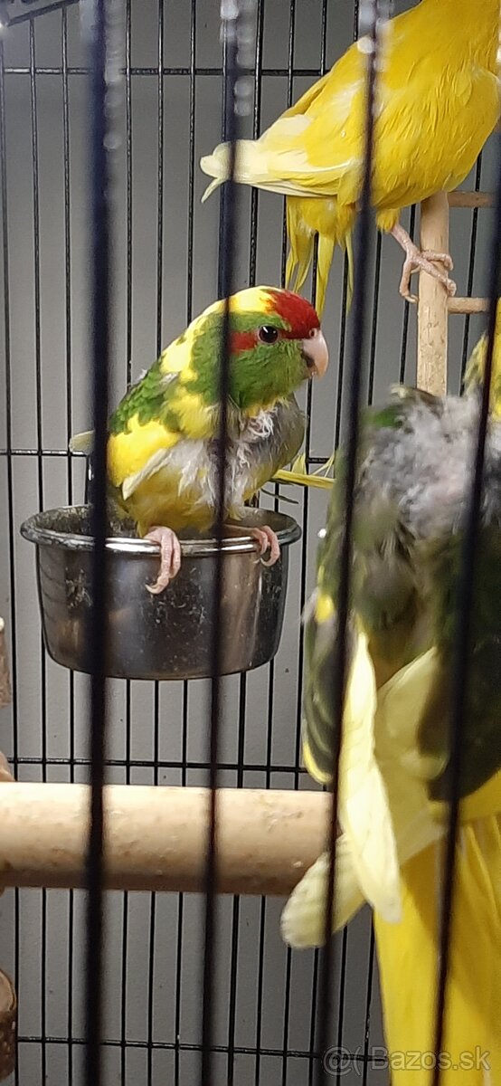 Predám mladé Kakariky - 2
