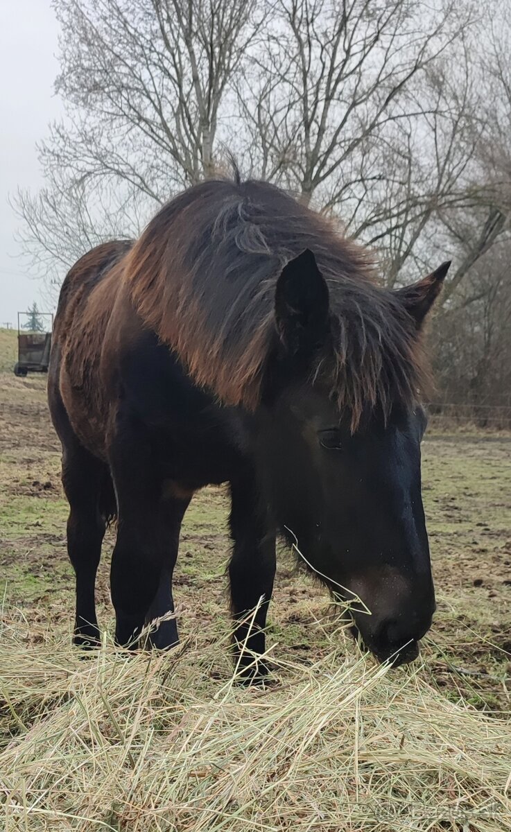 Kobyla Norik Muránsky 10 mesiacov - 2