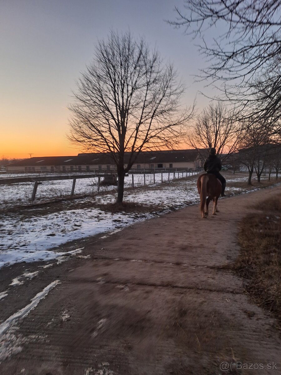 Ustajnenie koní - 2