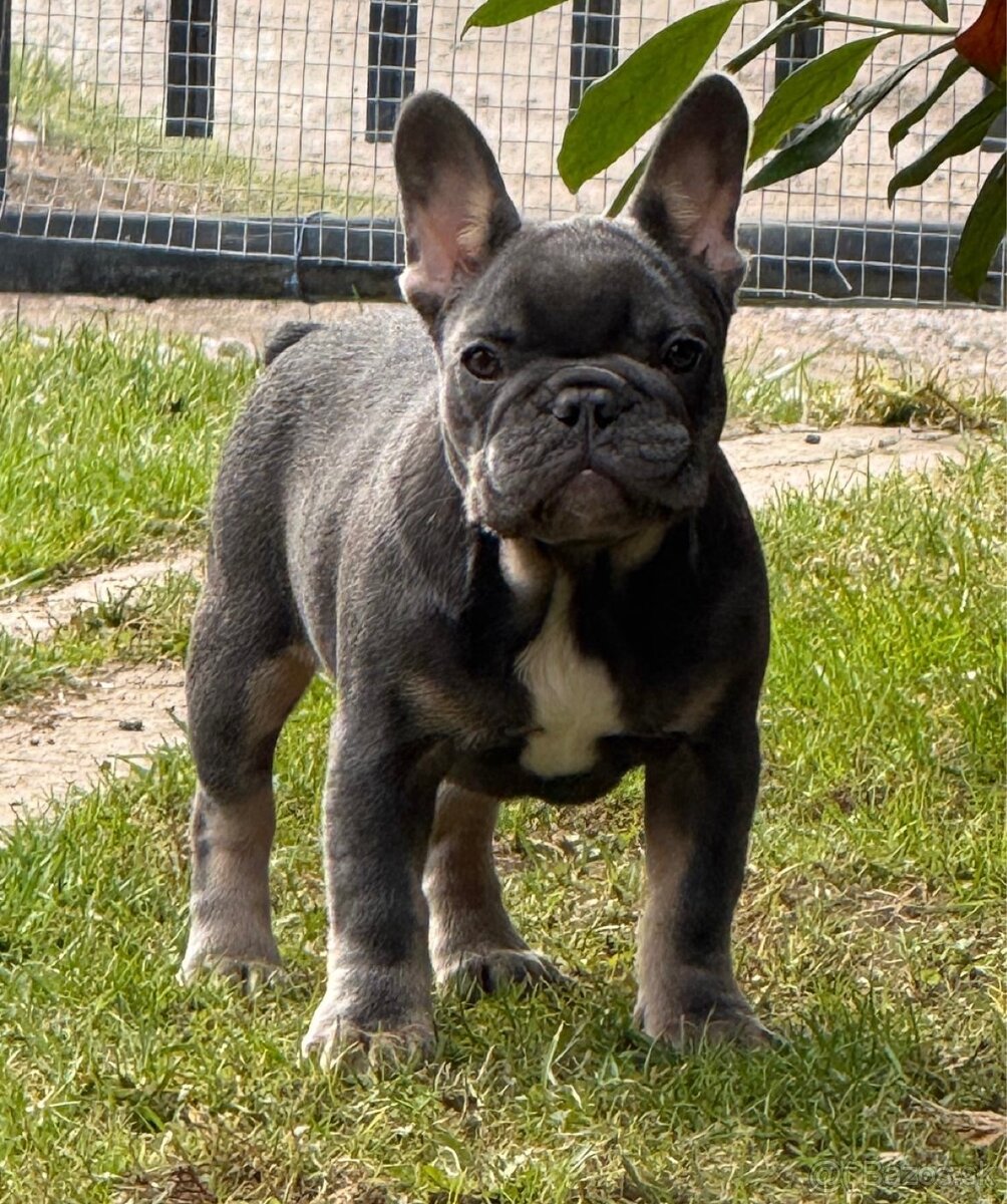 Francúzsky buldoček - 2