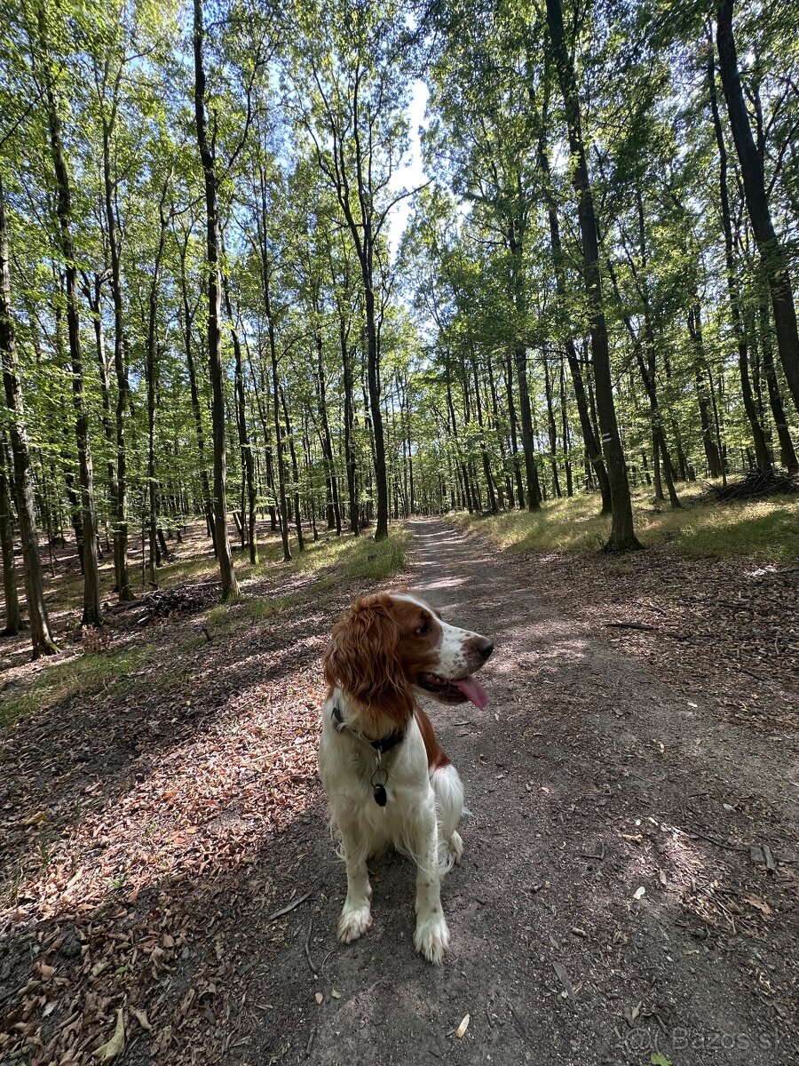 darujem sučku Welsh springel spaniel - 2
