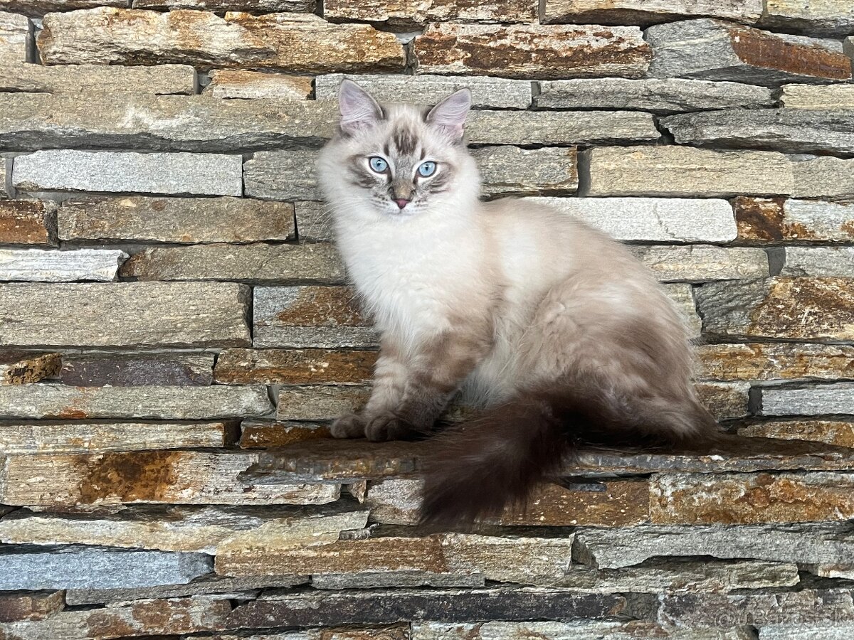 Ragdoll - 2