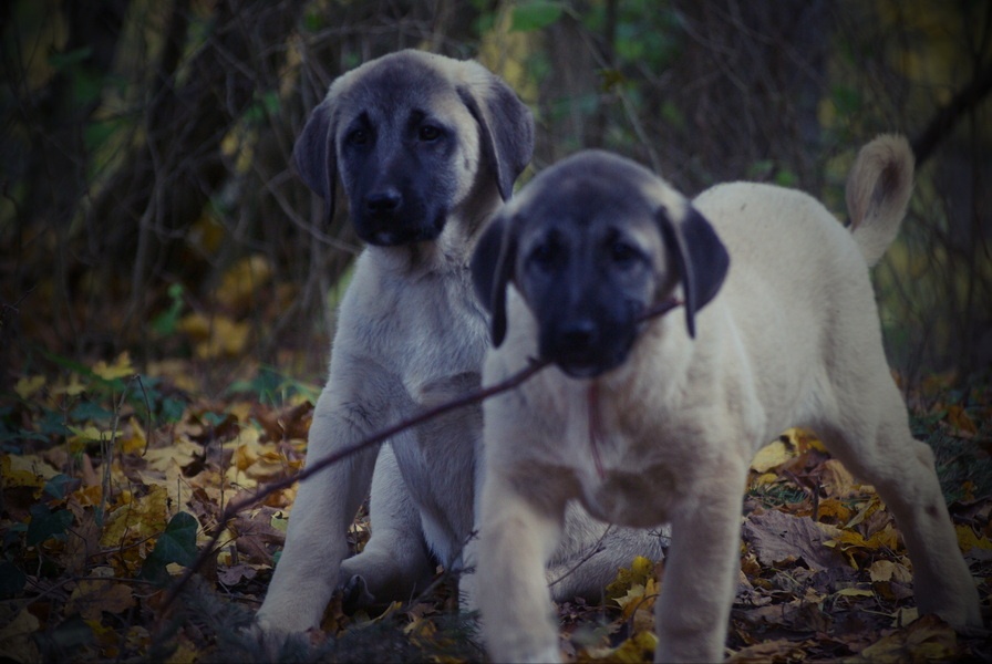 Kangal šteňatá, šteniatka k už odberu - 2