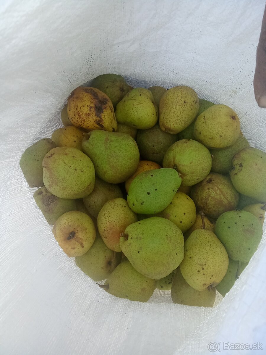 Predám hrušky - 2