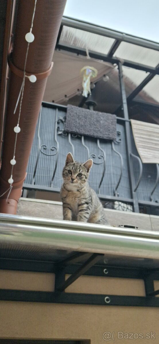 Darujem mačiatk - 2