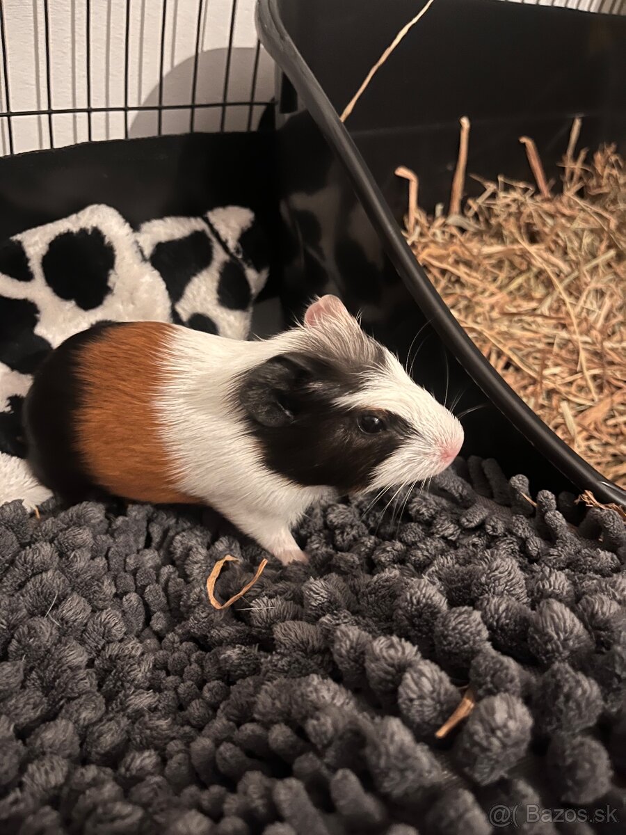 Morské prasiatka samička - 2