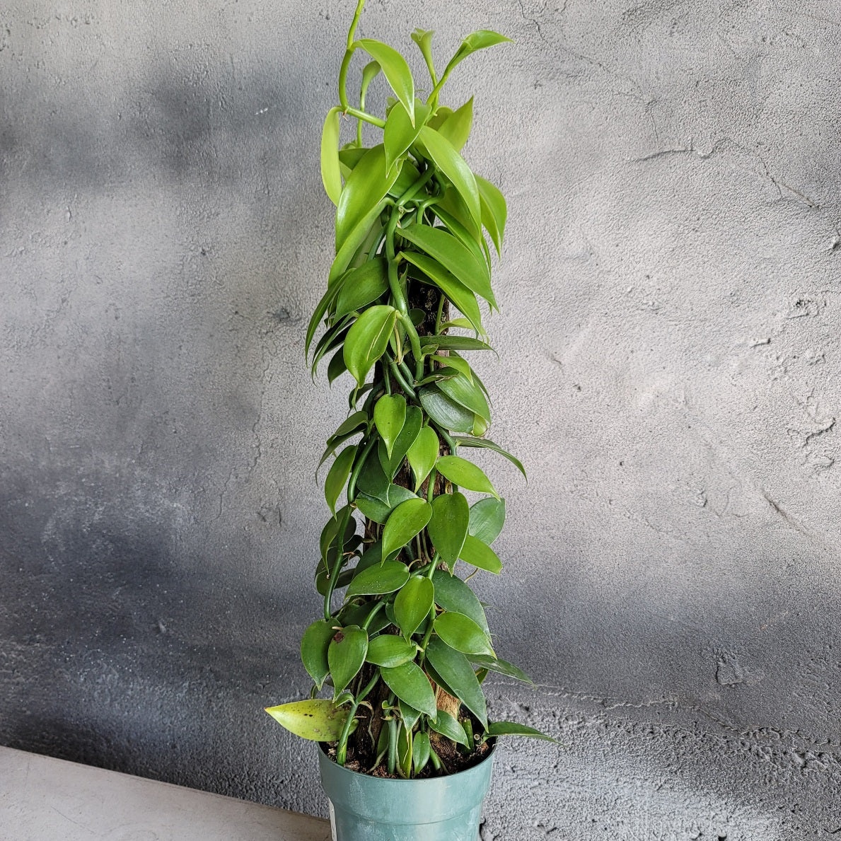 Vanilka voňavá - pravá, odrezky alebo rastliny - 2