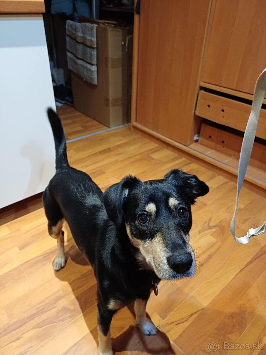 Darujem 2 rocneho krizenca - 2