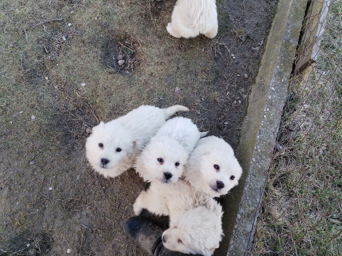 Slovenský čuvač - šteniatka - 2