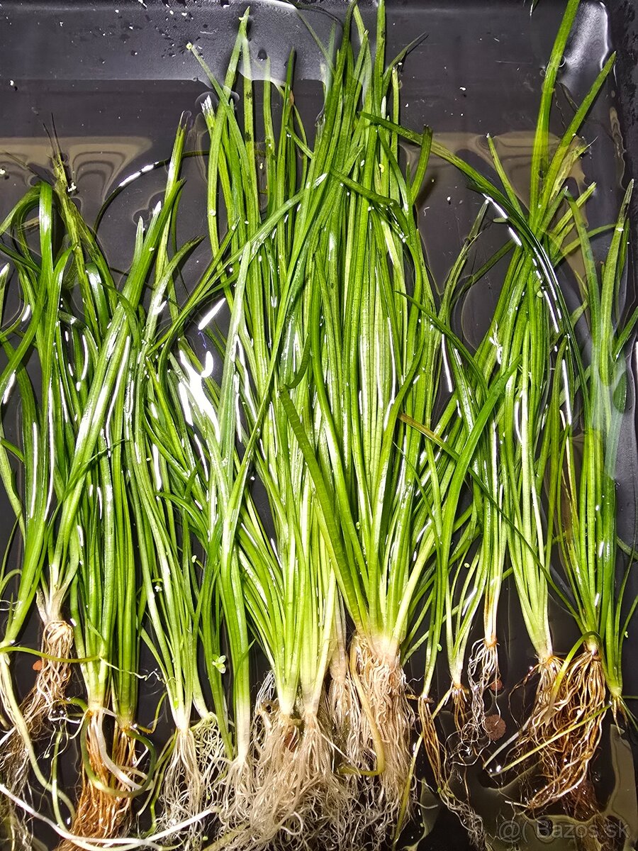 Predám Vallisneria spiralis - 2