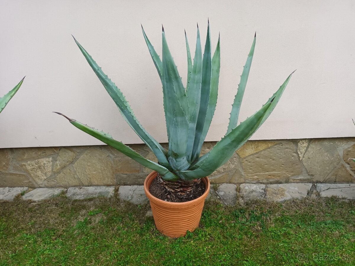 Agave americká - 2