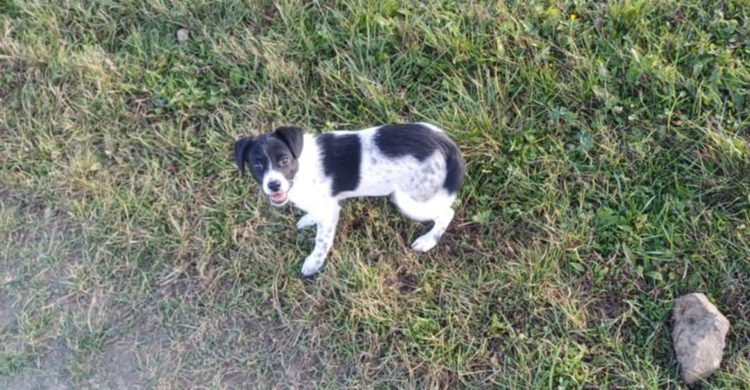 Megi hľadá domov plný lásky - 2