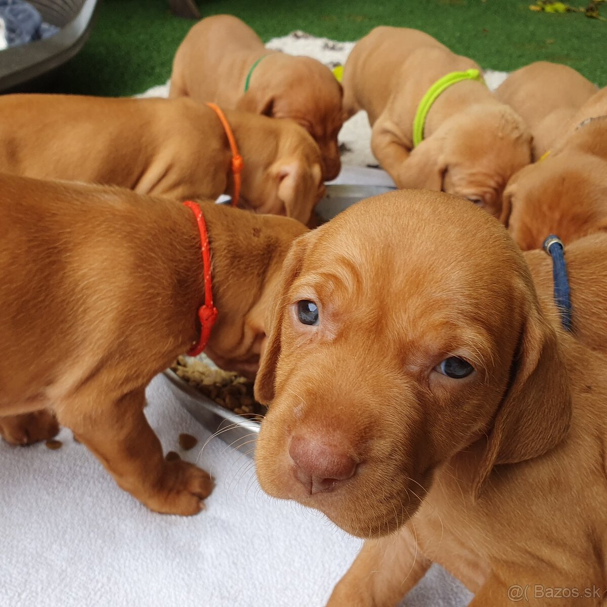 Maďarská vyžla s PP - 2