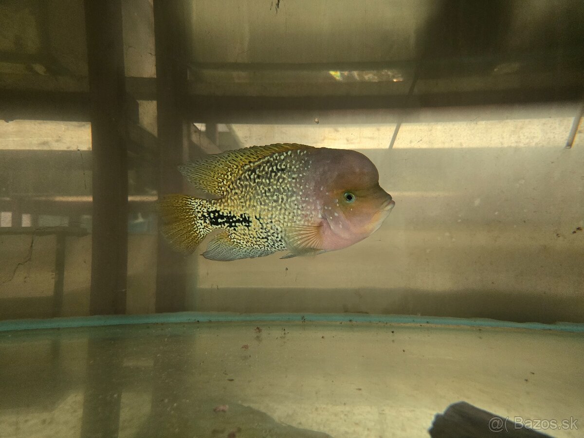 Vieja synspilum blue spotted - 2