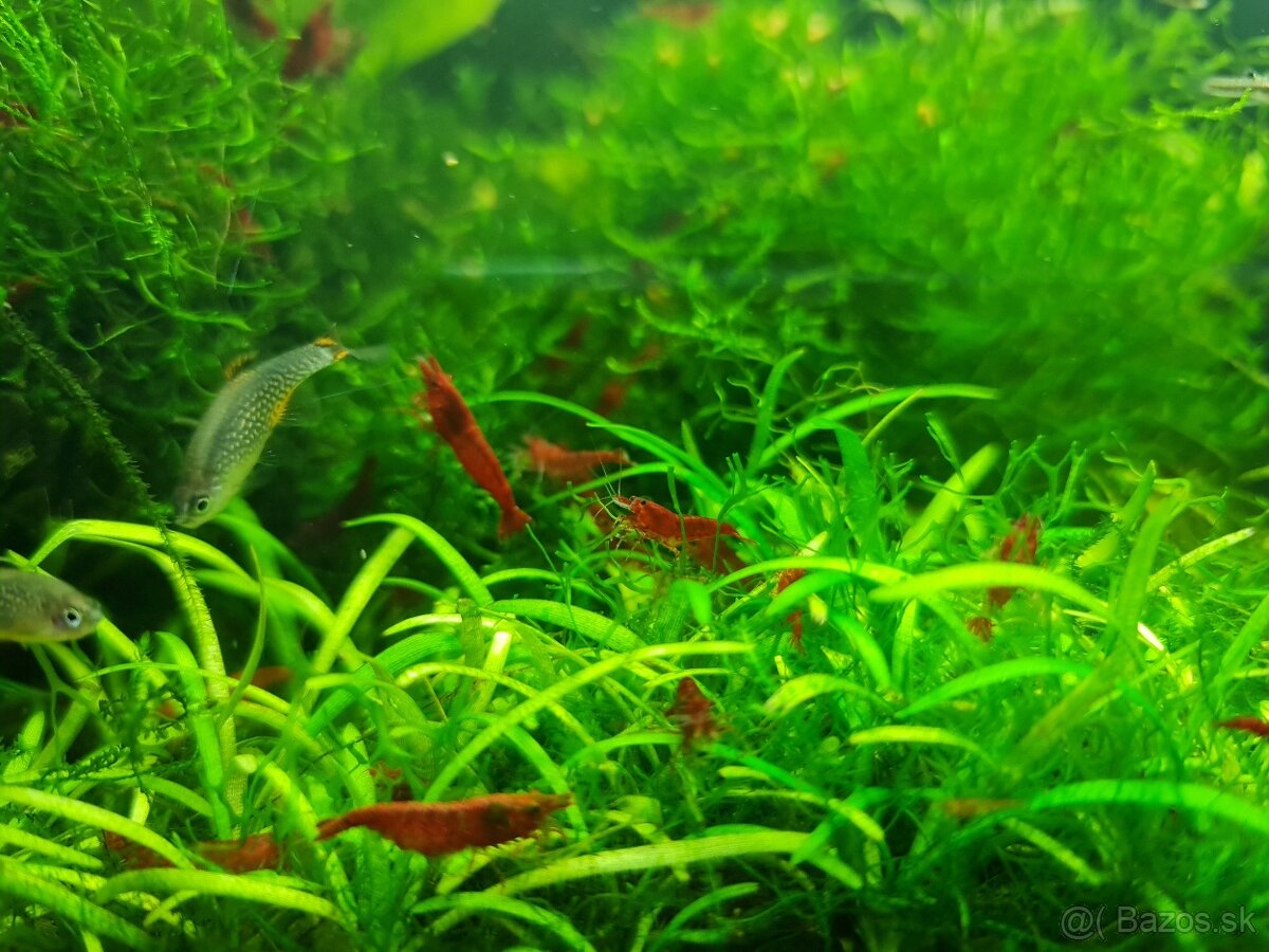 Krevetky Bloody mary - 2