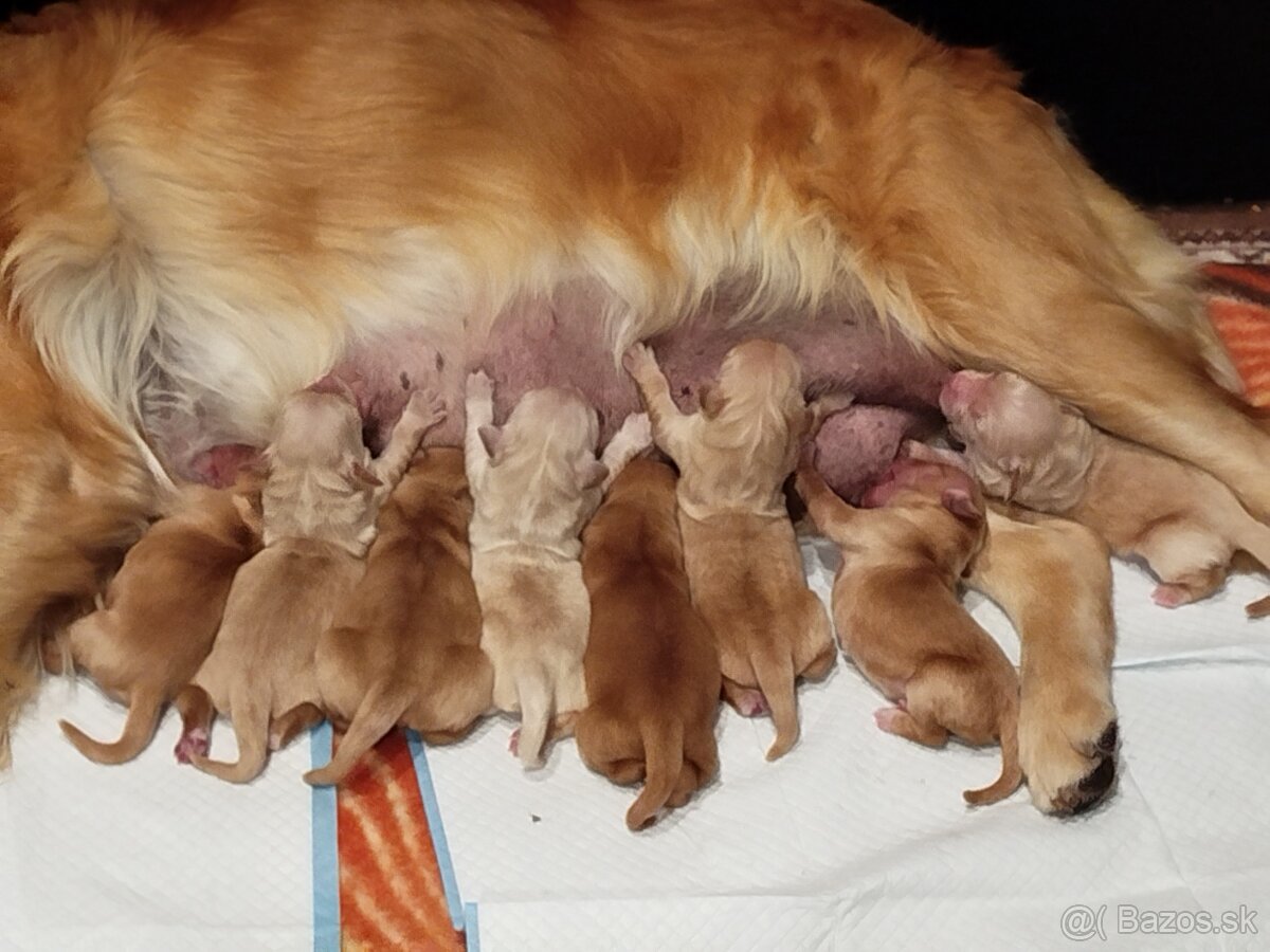 Zlatý Retriever / Golden Retriever s PP - 2