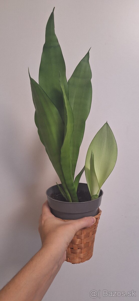 Sansevieria moonshine - 2