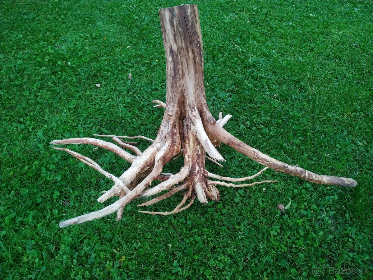 predam koren do akvaria - 2