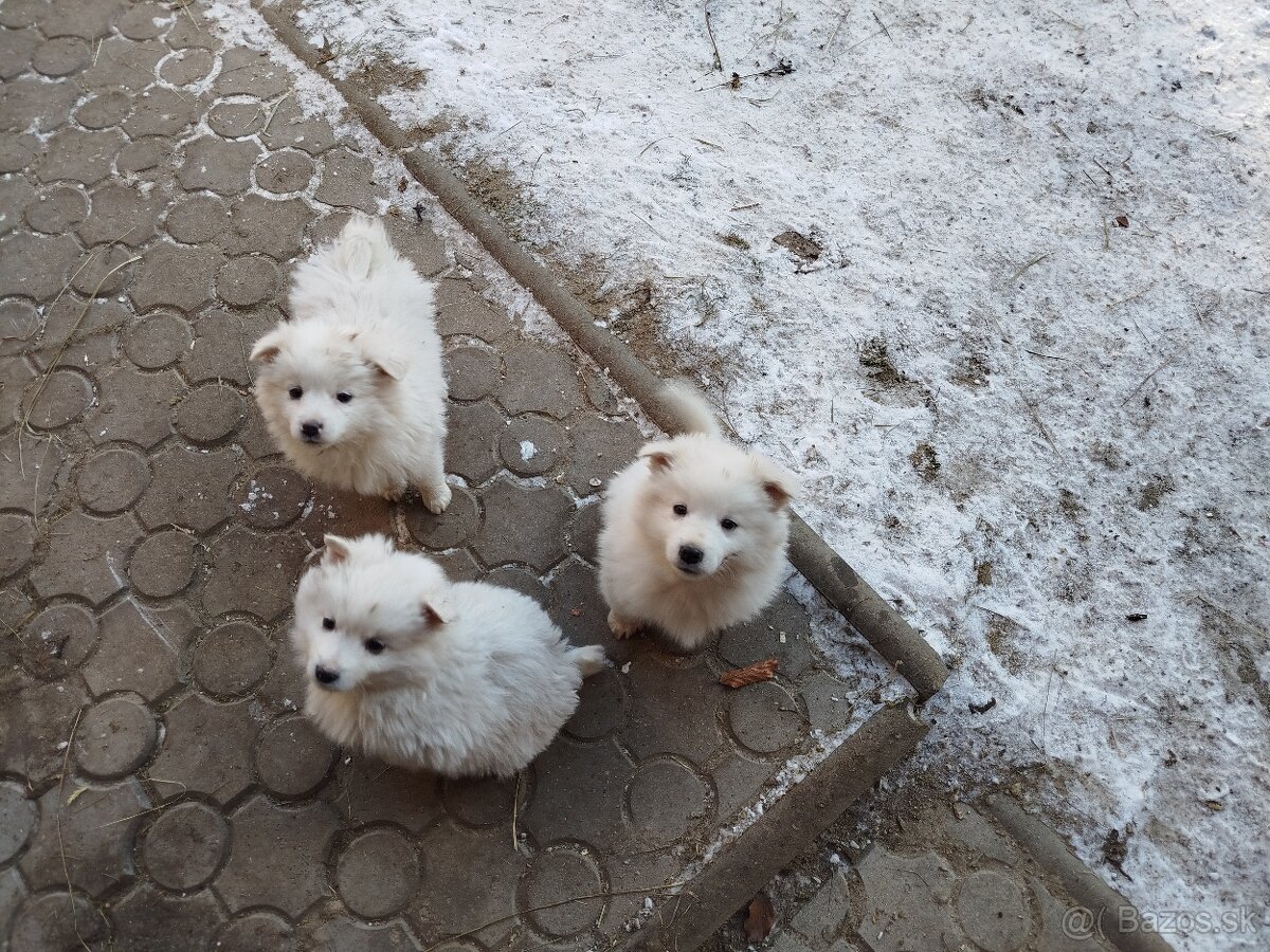 Šteniatka nemeckého špica - 2