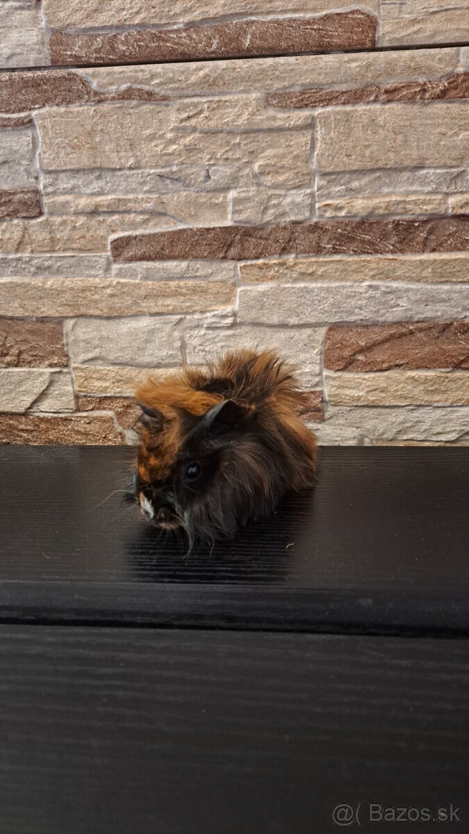 Darujem morské prasiatka - 2