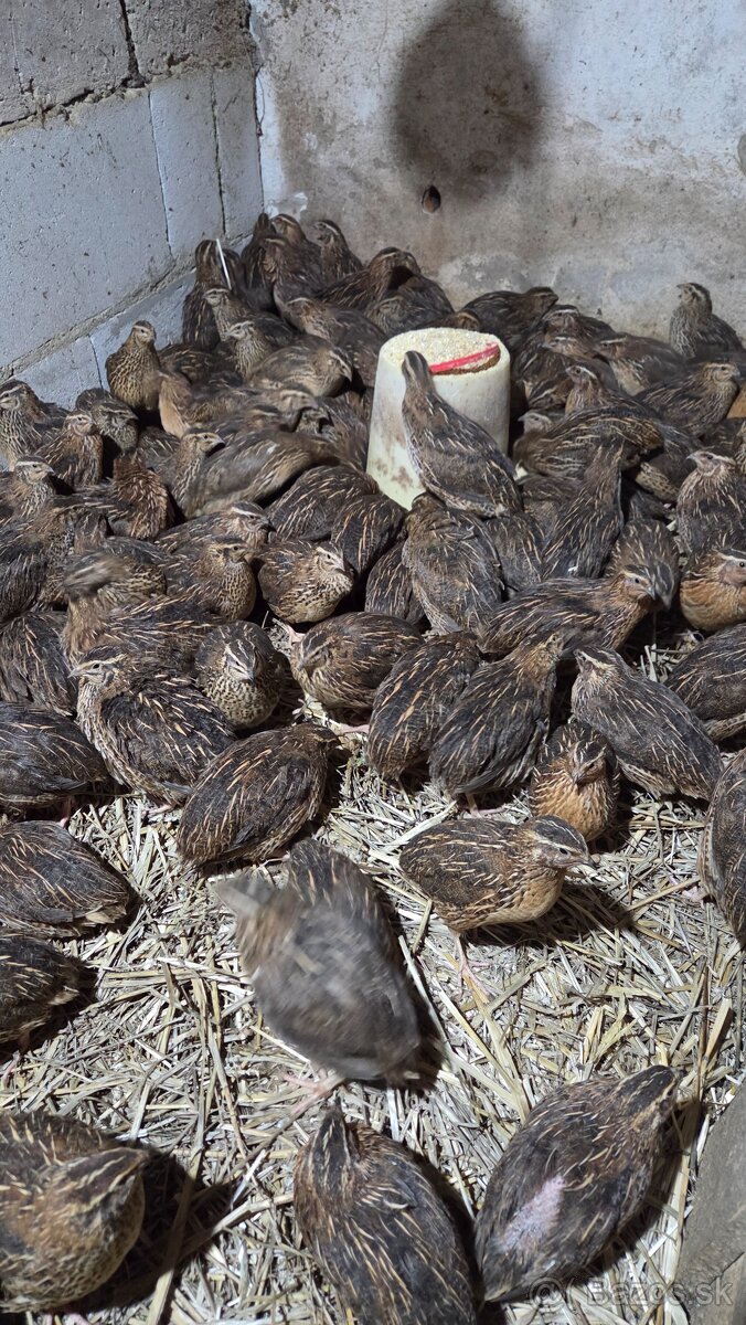 Japonské prepelice Faraon - 2