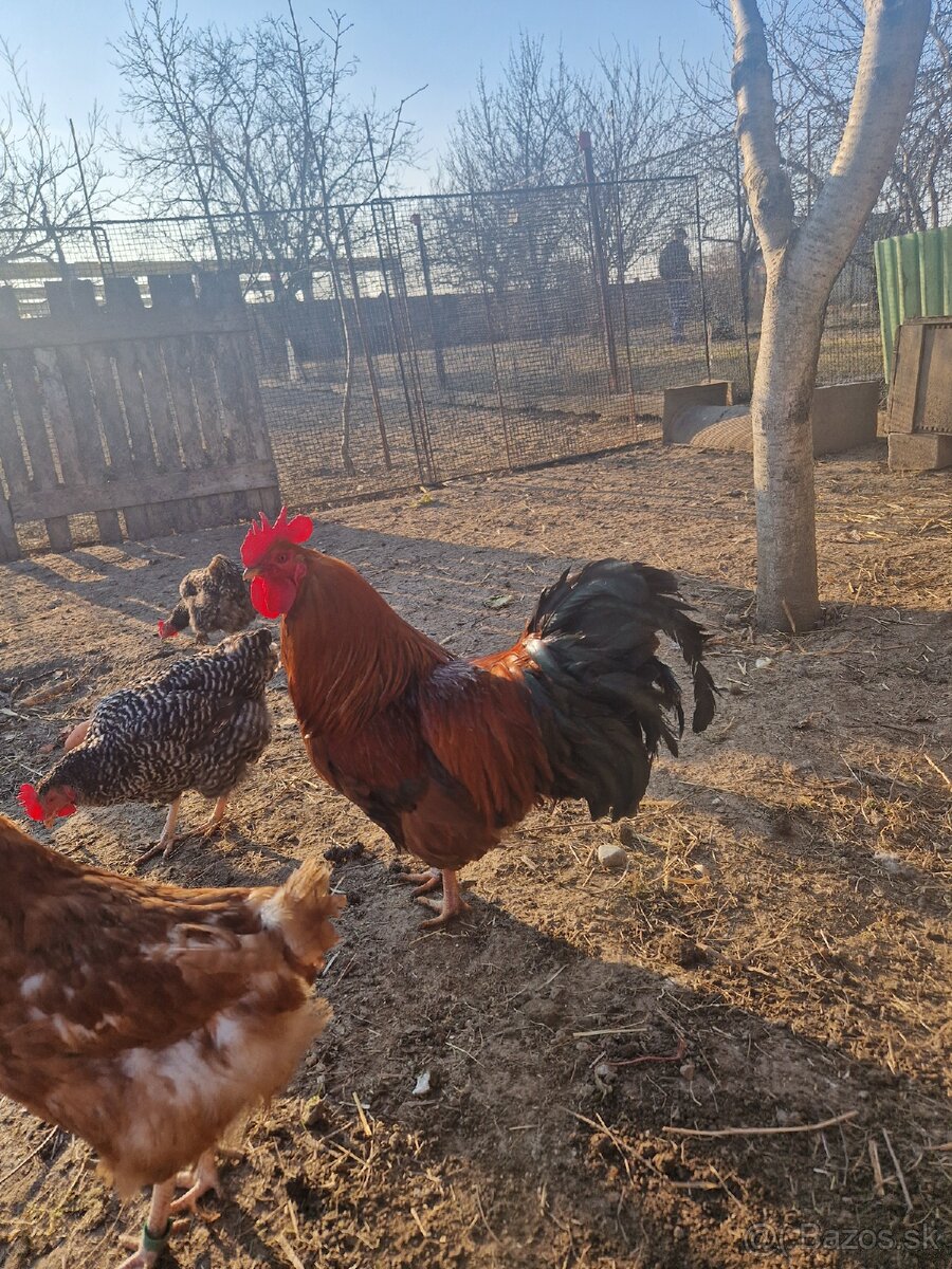 Predám kohúta Sereď - 2