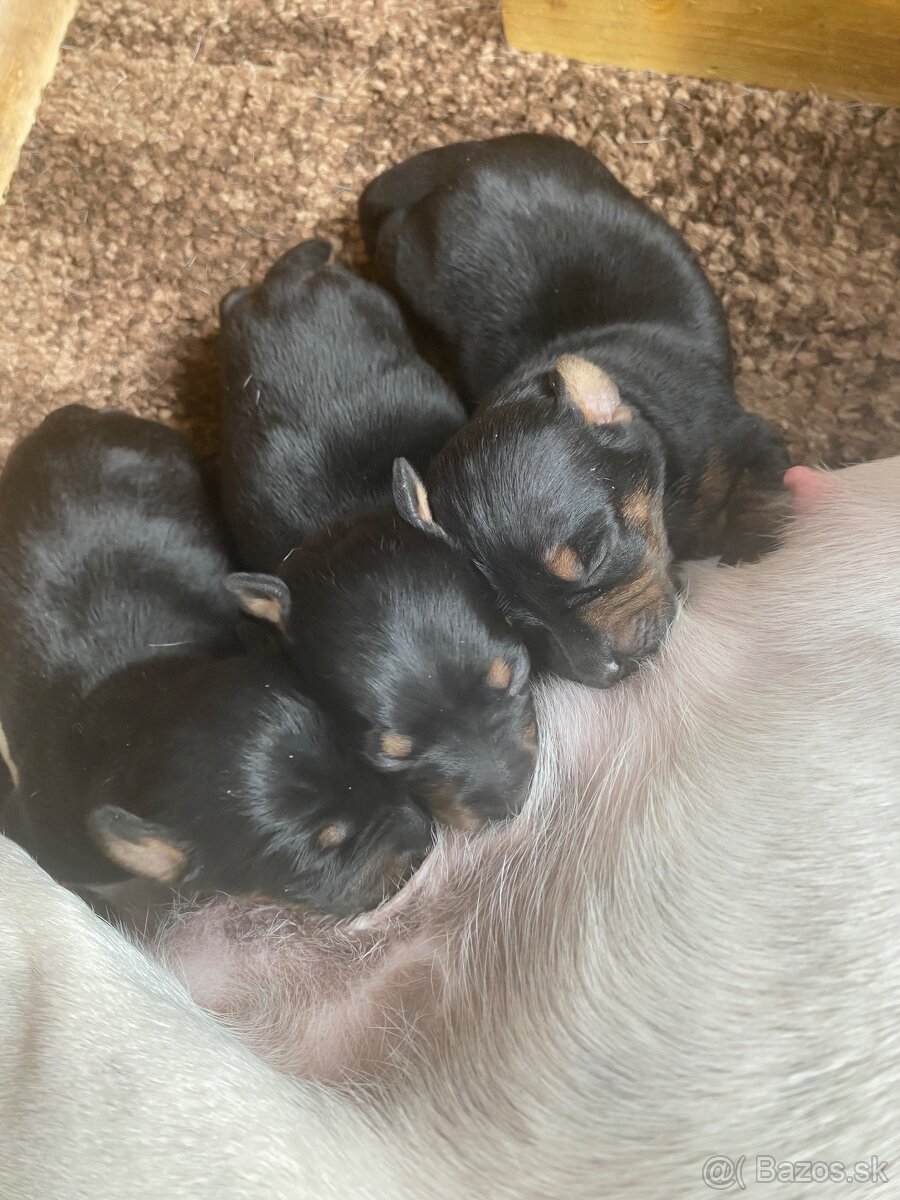 Srnčí ratlík x jack russel - 2