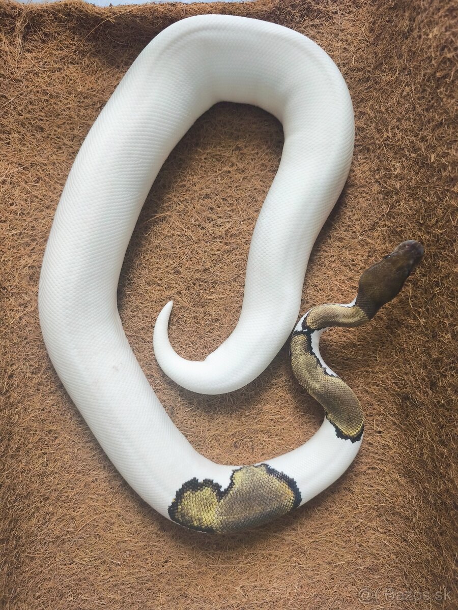 Python regius - 2