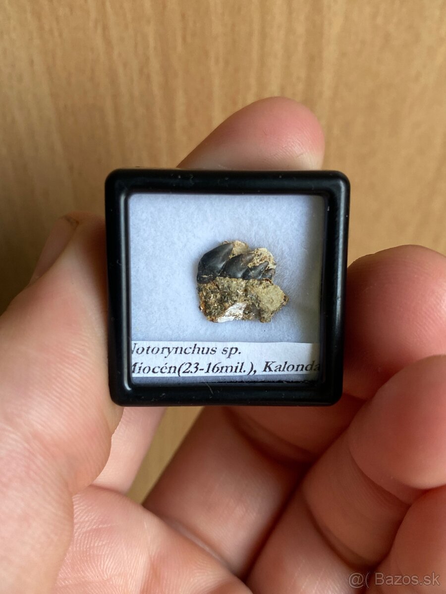 Fosílie žraločích zubov zo Slovenska - 2