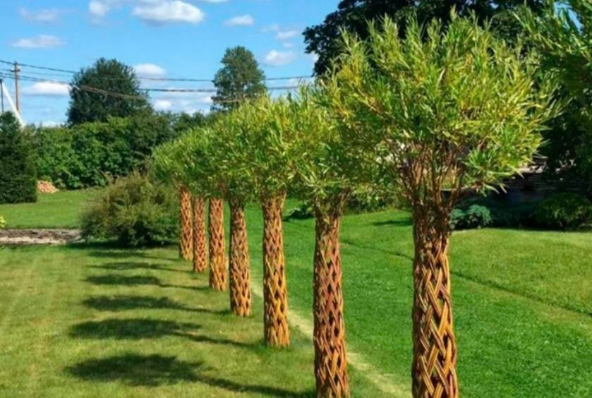 Pletená Vŕba americana salix - 2