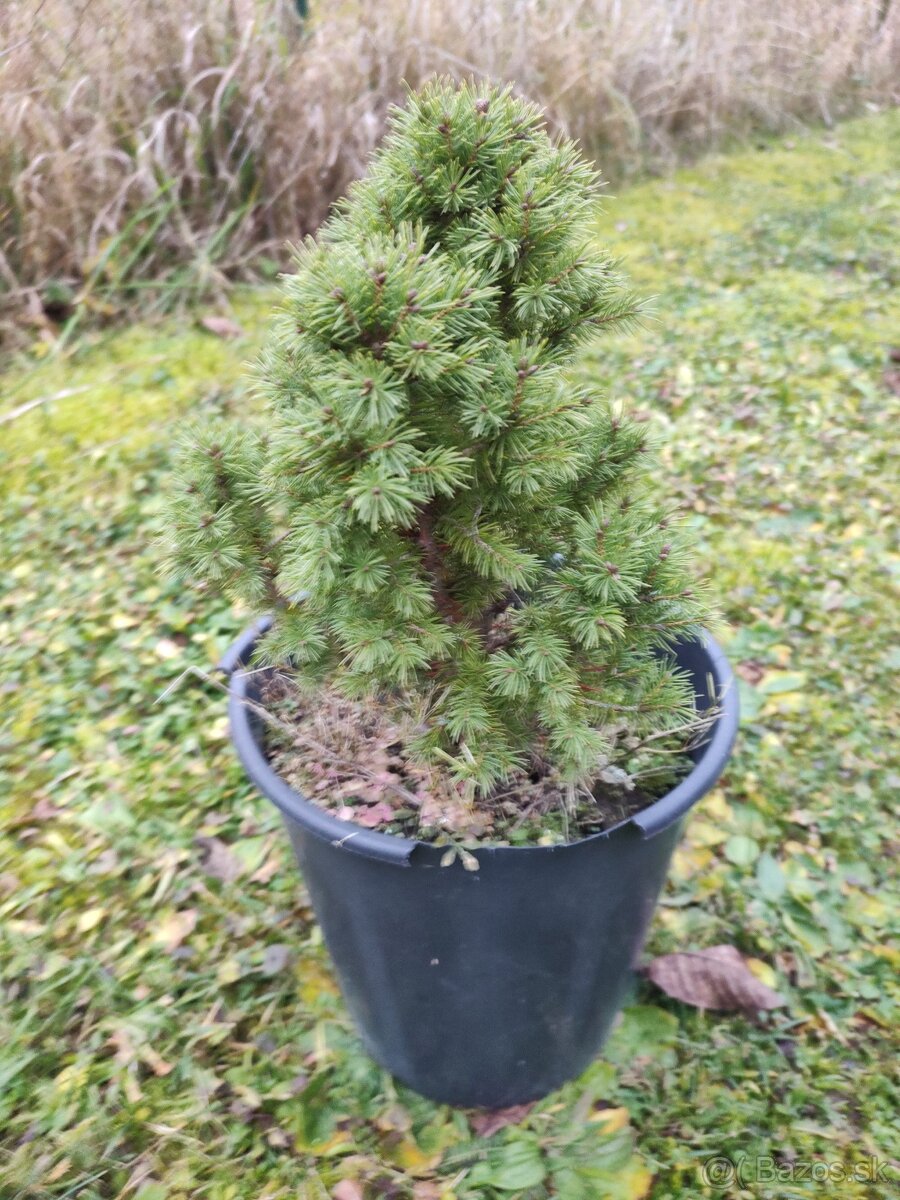 Predám smrek biely,conica. - 2