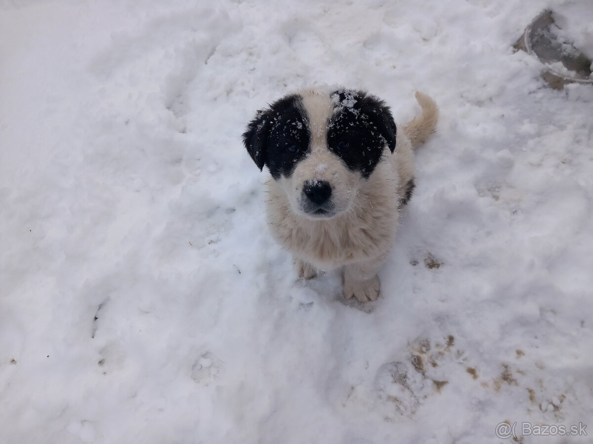 Stredoázijský ovčiak - 2