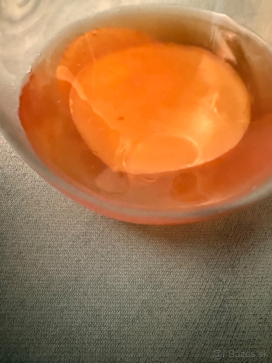 Predam hubu Kombucha - Scoby - 2