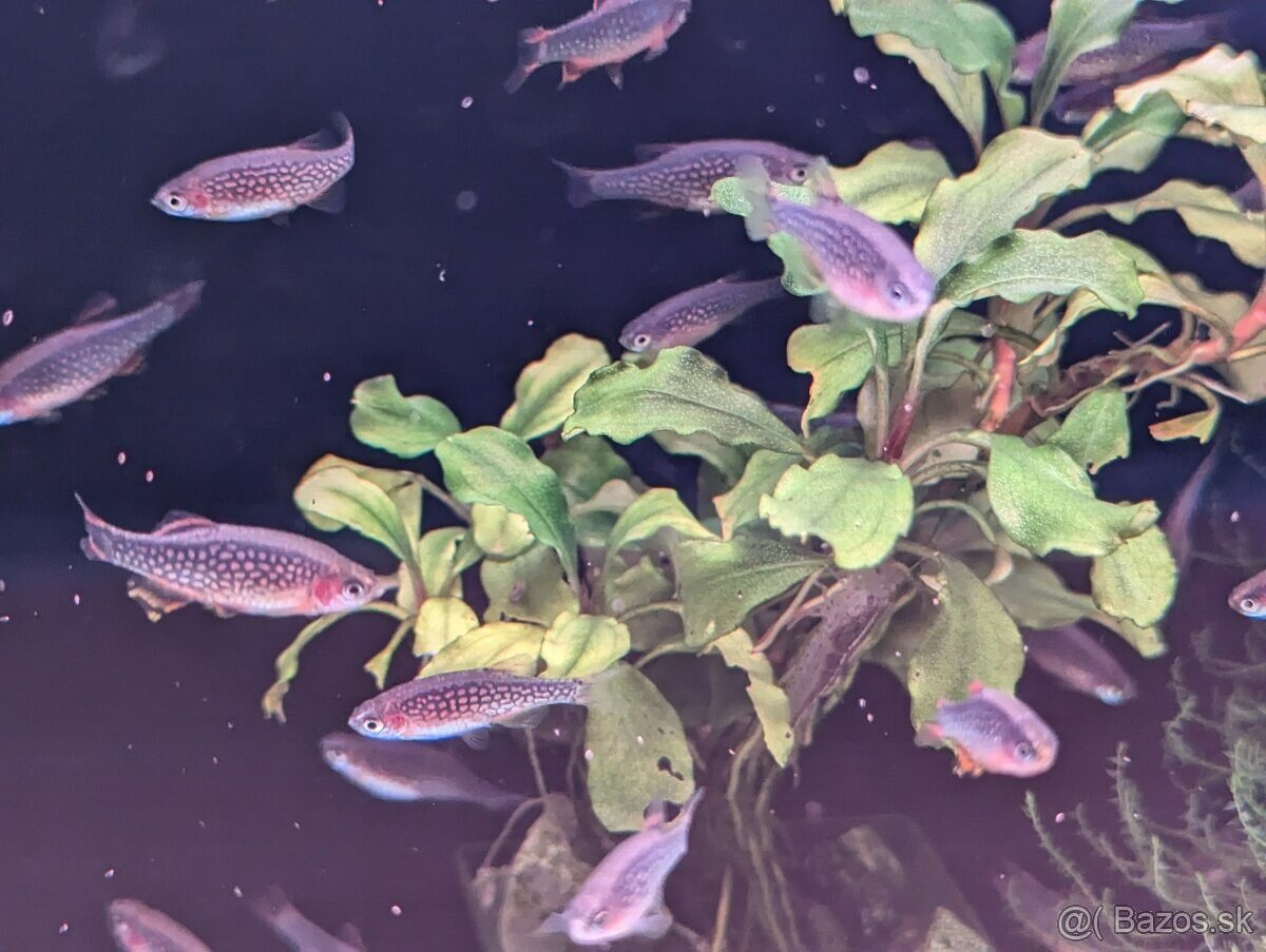 Razbora galaxy - Danio margaritatus - 2