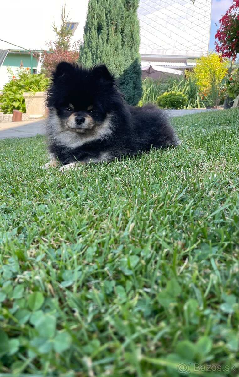 Pomeranian na krytie - 2