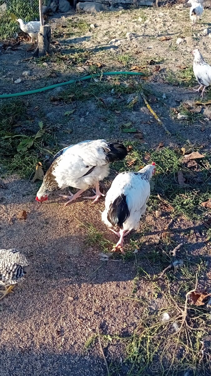 Sasex biela columbia - 2