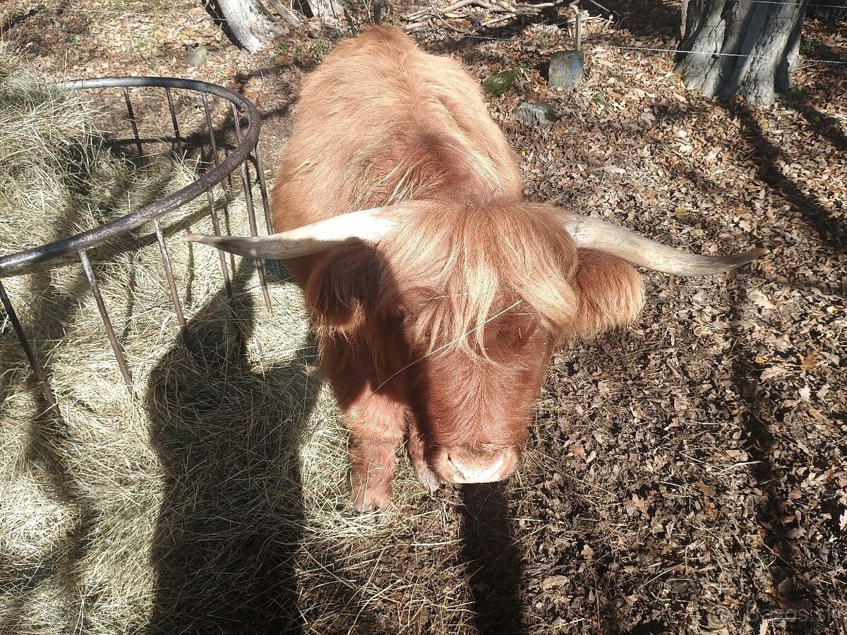 highland skotsky nahorny dobytok - 2