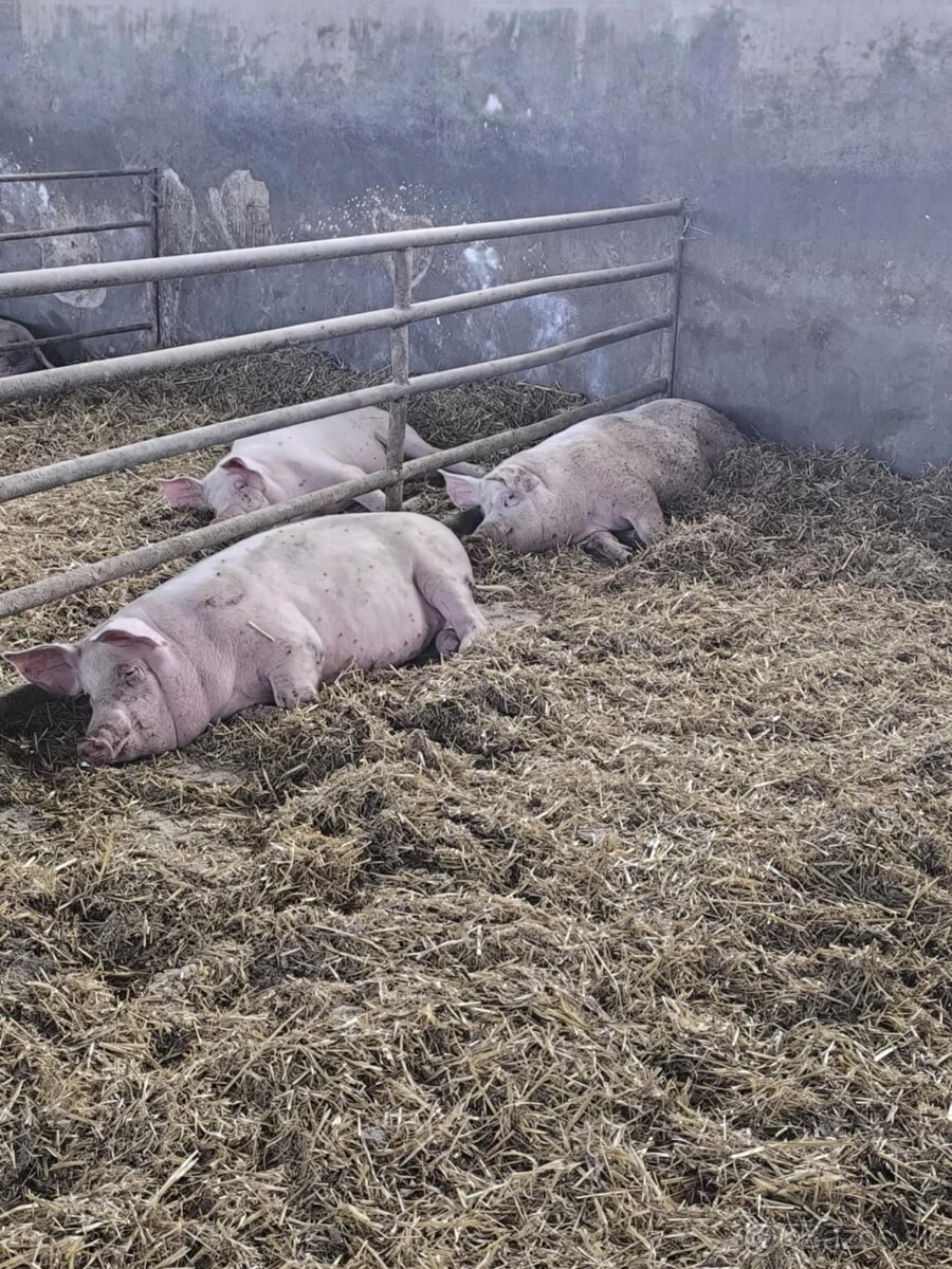 Predám jatočné ošípané/ Hízó malac eladó - 2