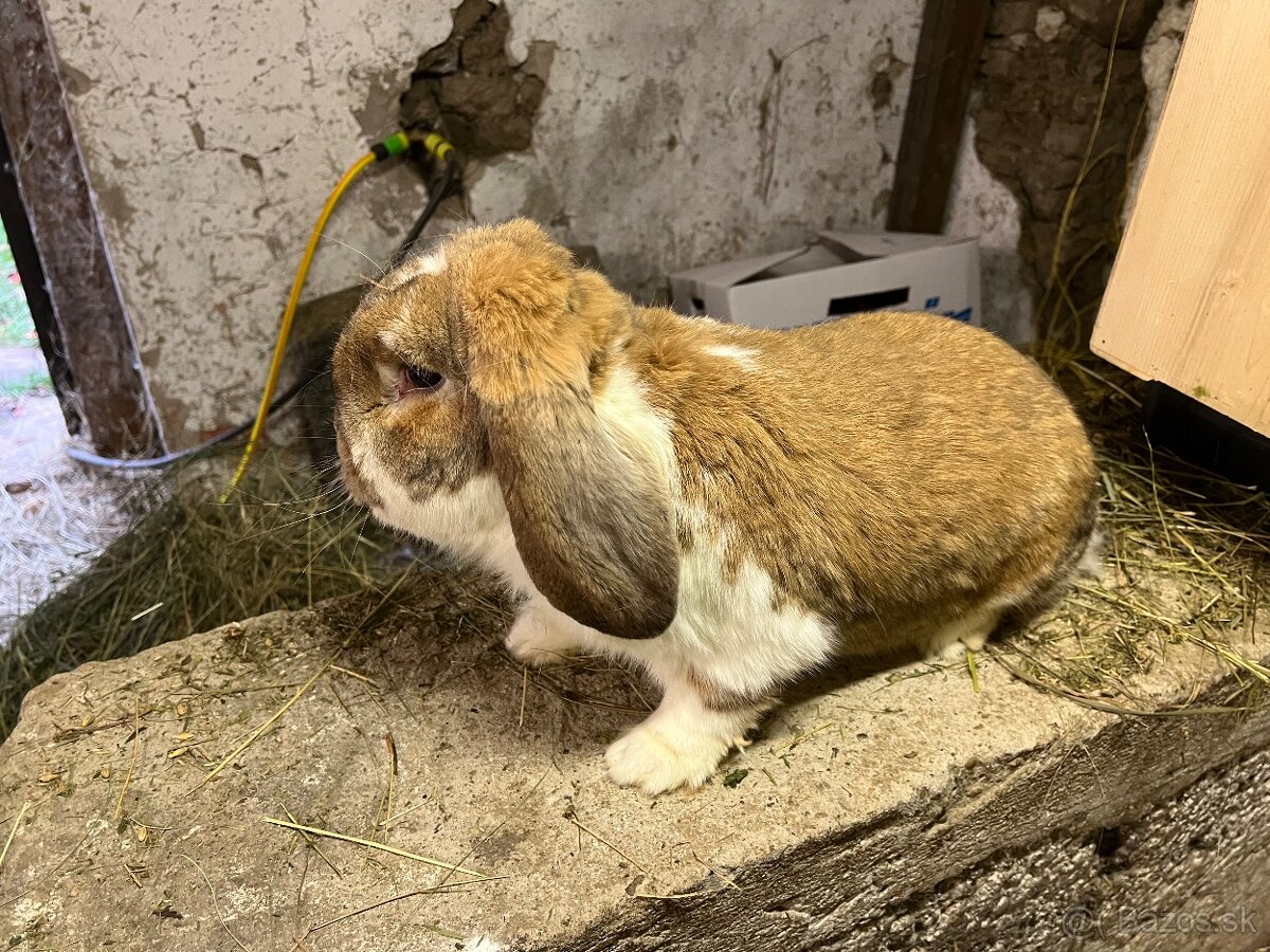 Francuzsky baran - 2