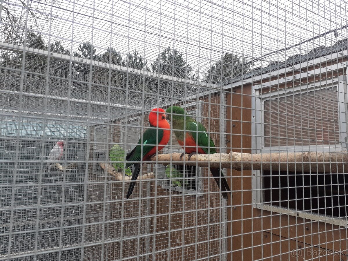 Papagáj kráľovský - 2