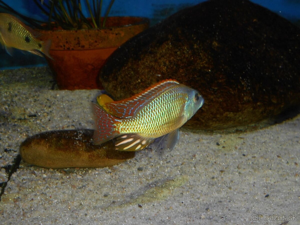 Africké cichlidy, Otopharynx Tetrastigma - 2