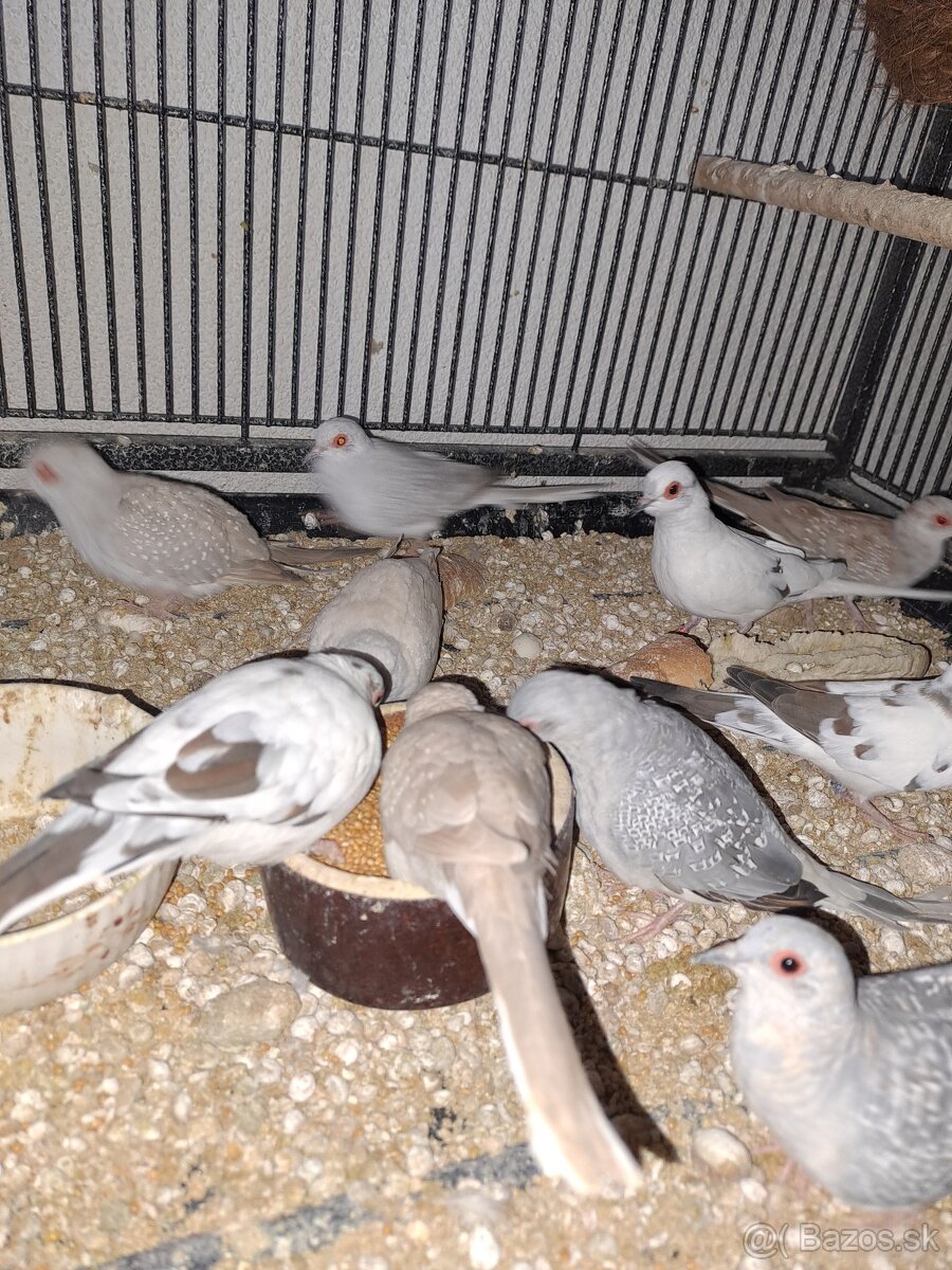 Diamantové holubky - 2